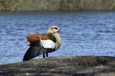 View of duck at lakeshore