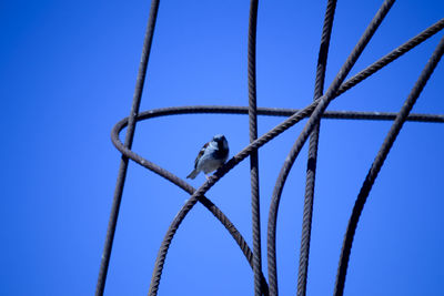 Low angle view of a bird perching on cable