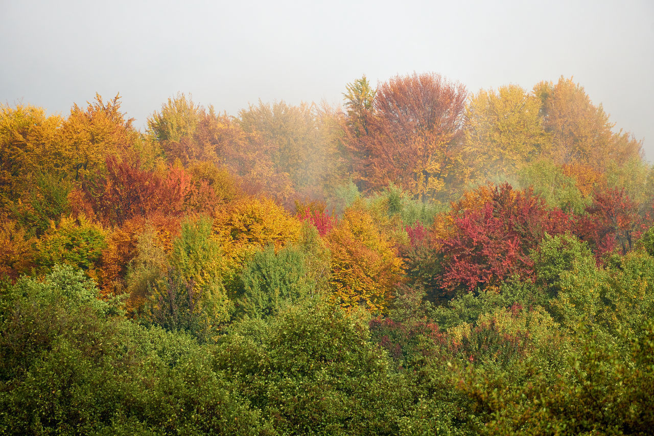 PLANTS AND TREES DURING AUTUMN