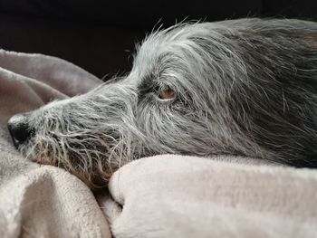 Close-up of dog sleeping