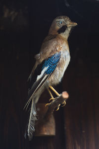 Close-up of bird perching on wood