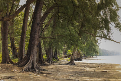 Scenic view of trees in forest