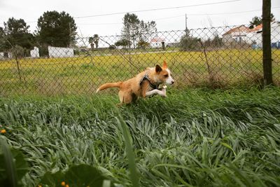 Dog on field against sky