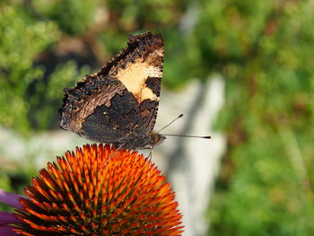 Close-up of butterfly on leaf