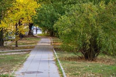 Footpath amidst trees in city