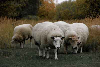 Sheep grazing on field