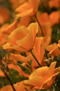 Close-up of orange rose