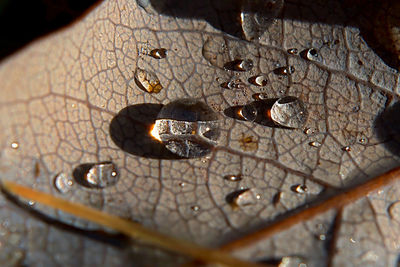 Close-up of water drops on dry leaves