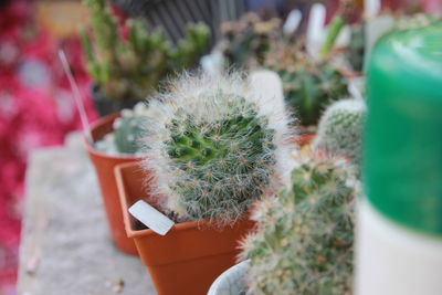 Close-up of potted succulent plants