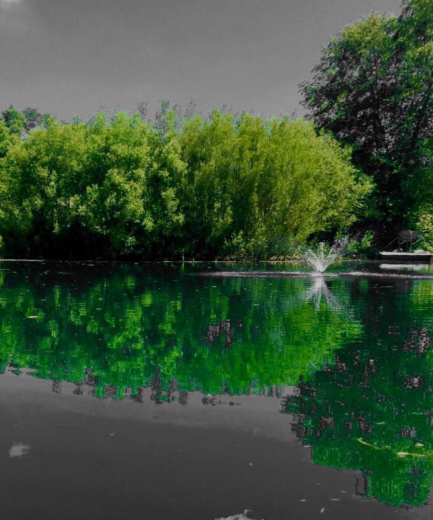 TREES REFLECTING IN LAKE