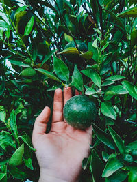 Close-up of hand holding fruit