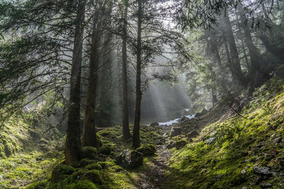 Trees in forest