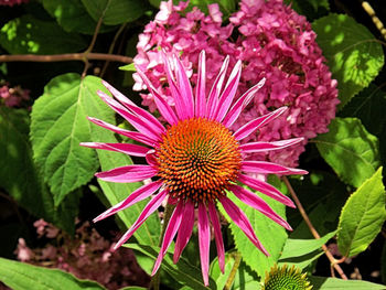 Close-up of pink flower