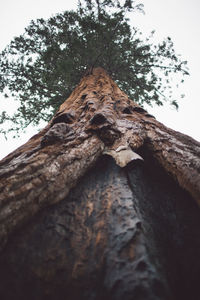 Low angle view of tree against sky