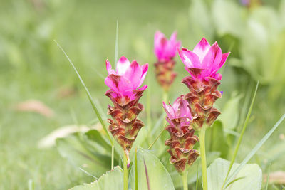 Close-up of insect on pink flowering plant