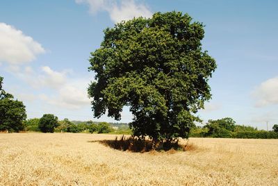 Tree on field against sky