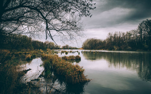 Reflection of trees in lake