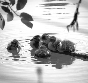 Newly hatched ducklings resting on a log