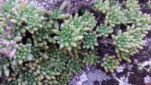 Full frame shot of plants