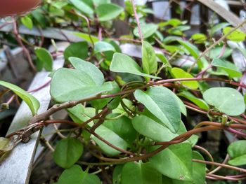 High angle view of berries growing on tree