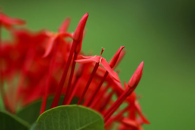 Close-up of red ixoras blooming outdoors