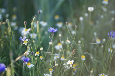 Wild field meadow with purple blue cornflowers and aromatic scented white camomile	