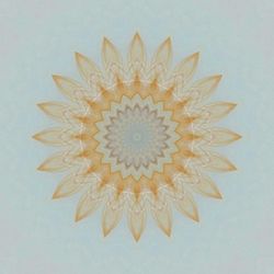 Directly above shot of white flower against wall