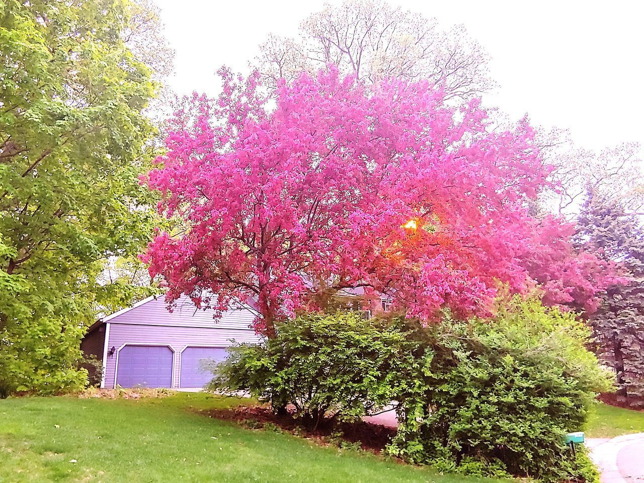 PINK FLOWERING PLANT AGAINST BUILDING