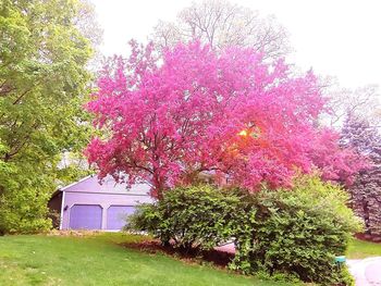 Pink flowering plants and trees in garden