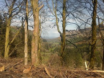 Bare trees in forest