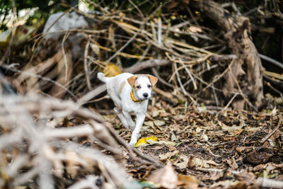 Portrait of a dog on field