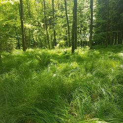 Trees in forest