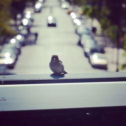 Close-up of bird perching on car