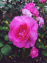 Close-up of pink rose