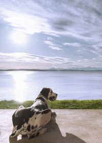 Watching over the sea, great dane dog laying on back porch, sunny afternoon at the beach house.
