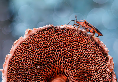 Close-up of bees