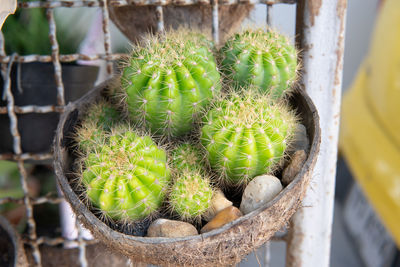 Close-up of succulent plant