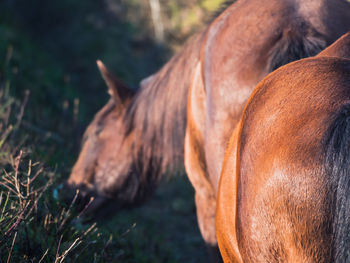 Close-up of a brown mare's rump