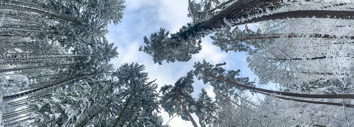 Low angle view of frozen trees against sky