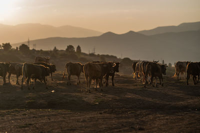 Horses on field against sky during sunset