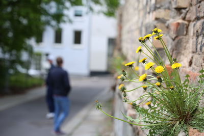 Close-up of plant against blurred background