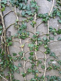 Ivy growing on tree trunk