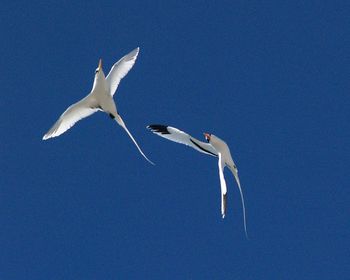 Low angle view of birds flying against blue sky