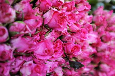 Full frame shot of pink flowers