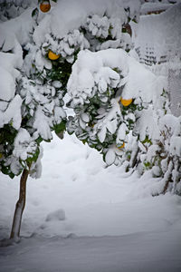 Close-up of snow on white flower