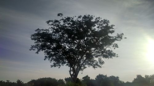 Close-up of tree against sky