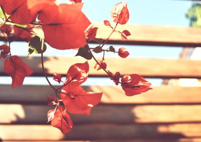 Close-up of bougainvillea against sky