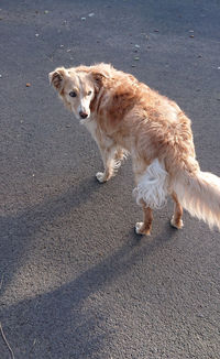 High angle view of dog standing in city