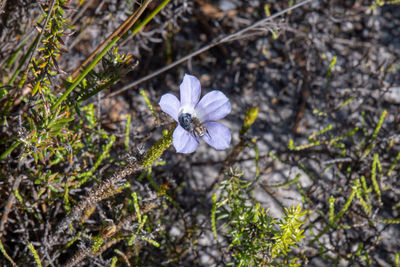 High angle view of white flowering plant on field