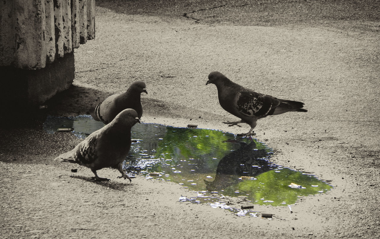 HIGH ANGLE VIEW OF TWO BIRDS IN WATER